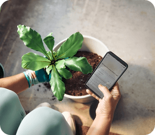 Hand holding a phone above a potted plant